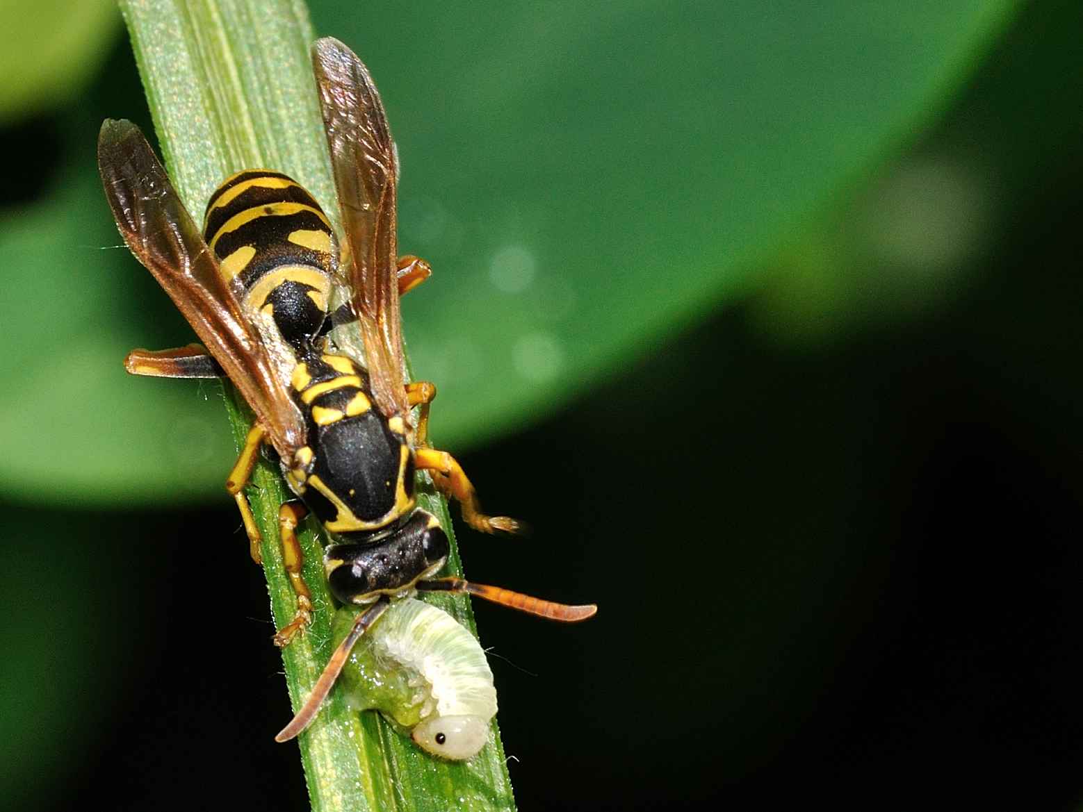 Vespidae - Polistes sp.